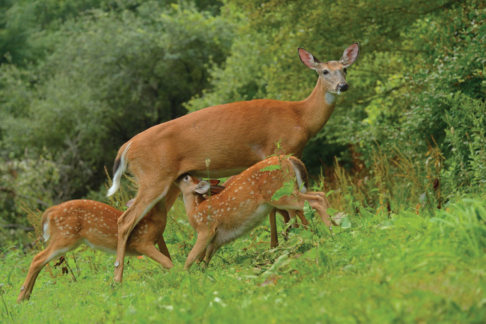 mother doe with two fawns